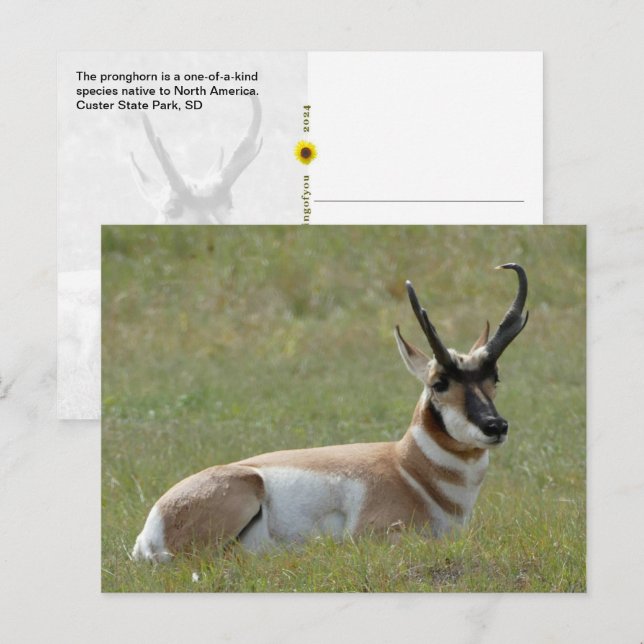 Majestic Male Pronghorn, Custer, SD - Postkarte (Vorne/Hinten)