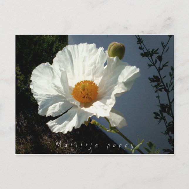 Majestic Matilija Poppy Postcard Postkarte (Vorderseite)