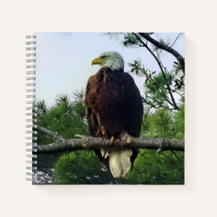 Majestic Mature Bald Eagle im Baum Notizbuch