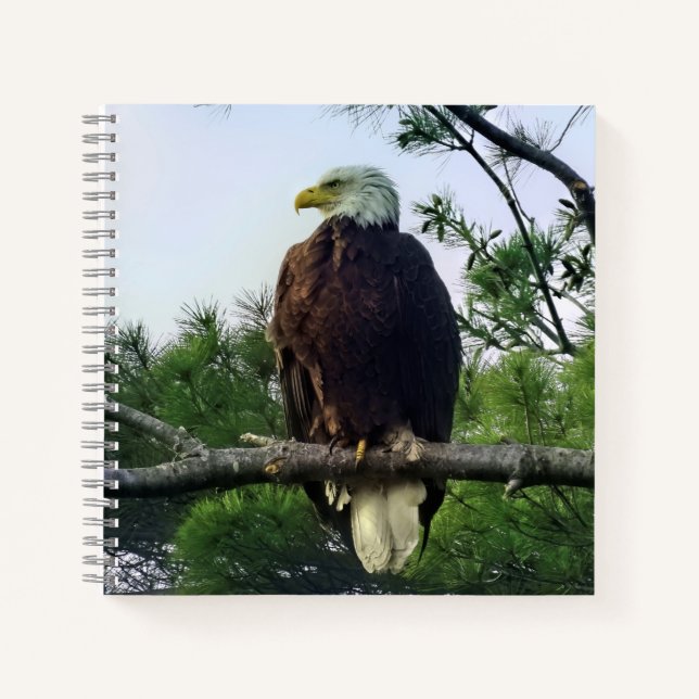 Majestic Mature Bald Eagle im Baum Notizbuch (Vorderseite)