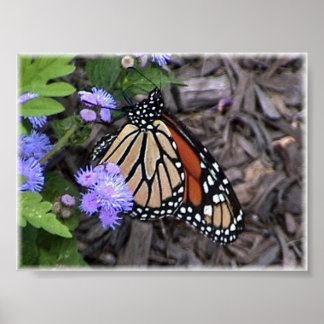 Majestic Monarch Poster