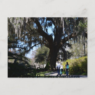 Majestic Mossy Oak im Harry P. Leu Gardens Postkarte