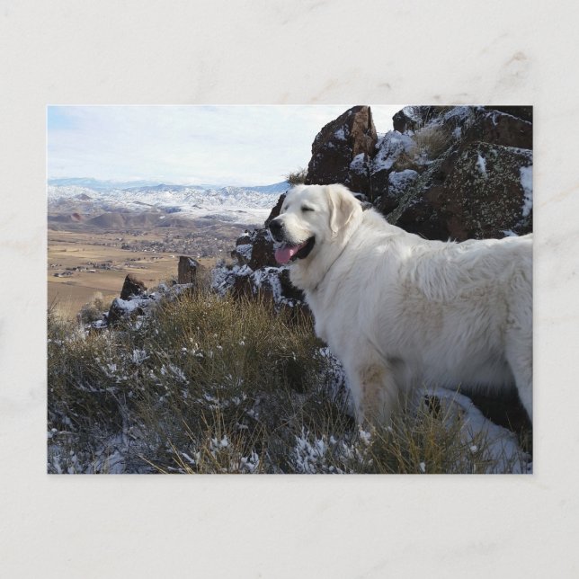 Majestic Mountain Hund Postkarte (Vorderseite)