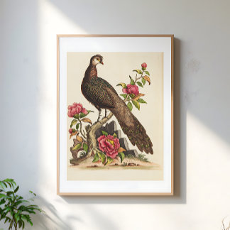 Majestic Peacock bird Floral Vintage Illustration Poster