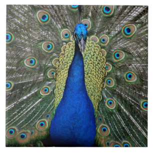 Majestic Peacock Fliese