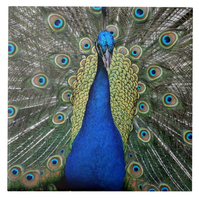 Majestic Peacock Fliese (Vorderseite)