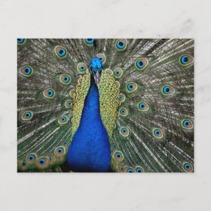 Majestic Peacock Postkarte