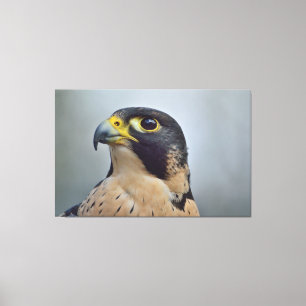 Majestic Peregrine Leinwanddruck
