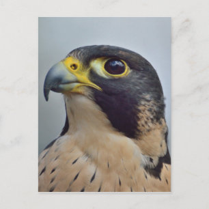 Majestic Peregrine Postkarte