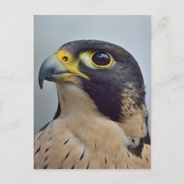 Majestic Peregrine Postkarte (Vorderseite)