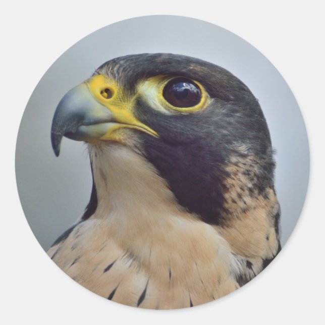 Majestic Peregrine Runder Aufkleber (Vorderseite)