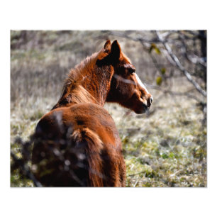 Majestic Pferd in Farm Georgia, USA Fotodruck
