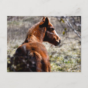 Majestic Pferd in Farm Georgia, USA Postkarte