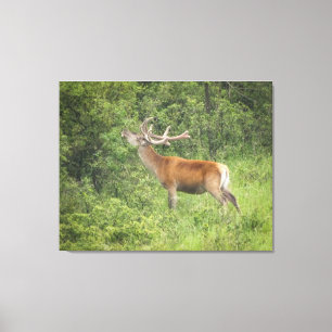 Majestic Red Deer im Wald Leinwanddruck