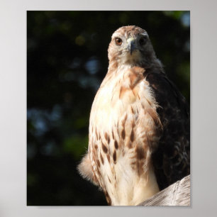 Majestic Red Schwanz Hawk startet Poster