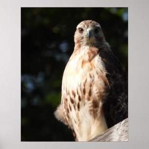 Majestic Red Schwanz Hawk startet Poster