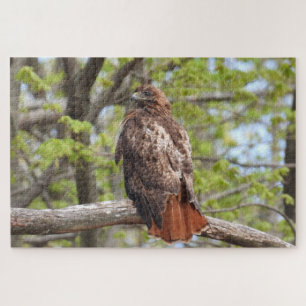 Majestic Red Tail Hawk Perched Puzzle