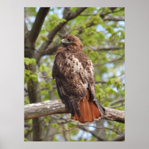 Majestic Red Tail Hawk Poster