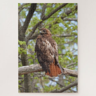 Majestic Red Tail Hawk Puzzle