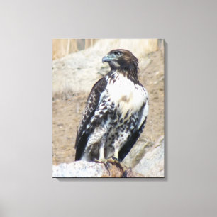 Majestic Red-Tail Hawk Wrapped Canvas Leinwanddruck