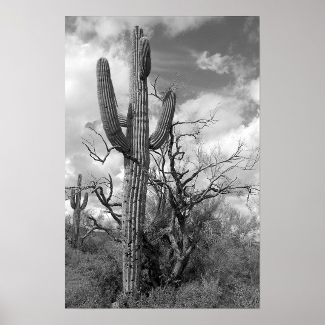 Majestic Saguaro Cactus (b/w) Poster (Vorne)