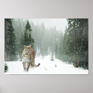 Majestic Snow Leopard im Schnee Poster