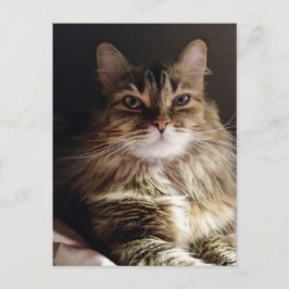 Majestic und schöne Katze Postkarte