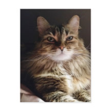 Majestic und schöne Katze