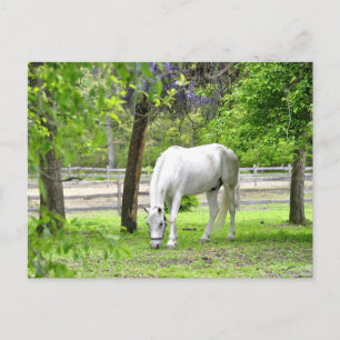 Majestic White Horse Postkarte