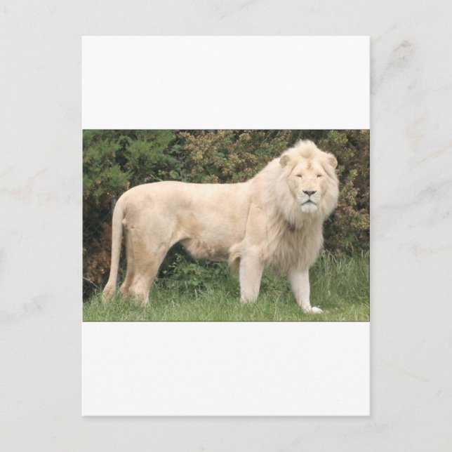 Majestic White Lion Postkarte (Vorderseite)