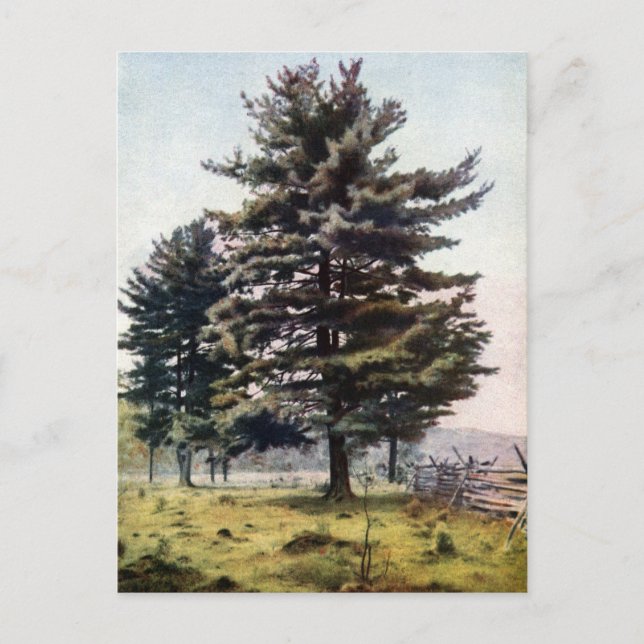 Majestic White Pine Tree Postkarte (Vorderseite)
