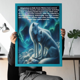 Majestic White Wolves Ruhen Poster