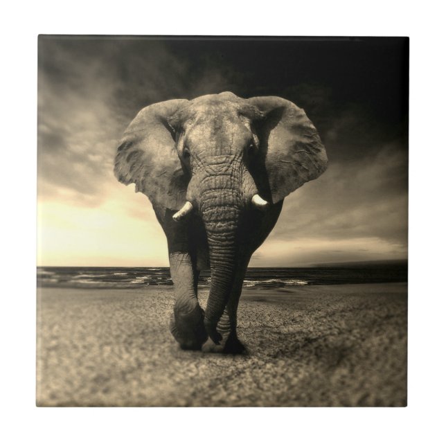 Majestic Wild Bull Elephant in Sepia Fliese (Vorderseite)