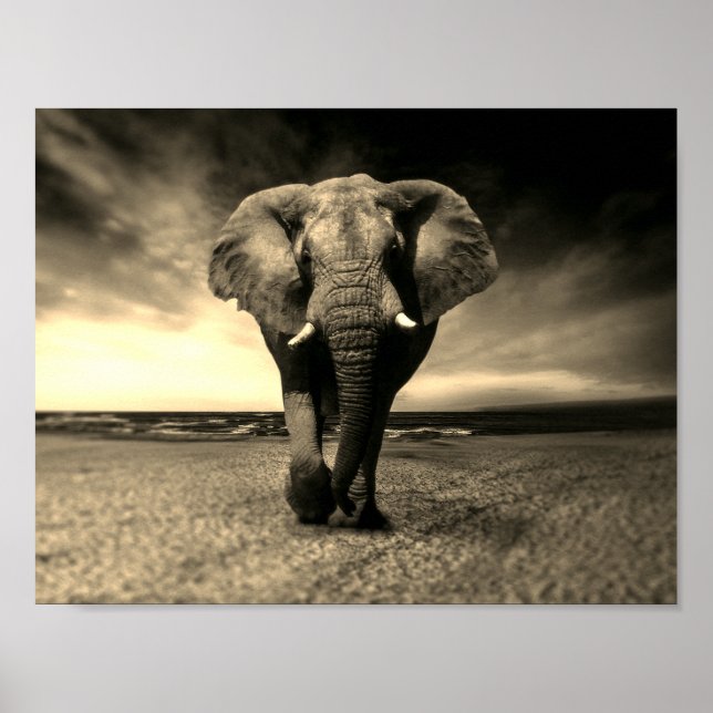 Majestic Wild Bull Elephant in Sepia Poster (Vorne)