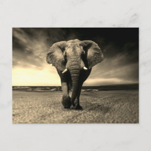 Majestic Wild Bull Elephant in Sepia Postkarte