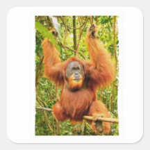 Majestischer Orang-Utan-Regenwald-Schutzaufkleber