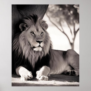 Majistisch-afrikanische Lion Black und White Poster
