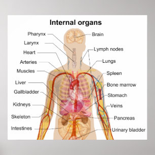 Major Internal Organs in the Human Body Chart Poster