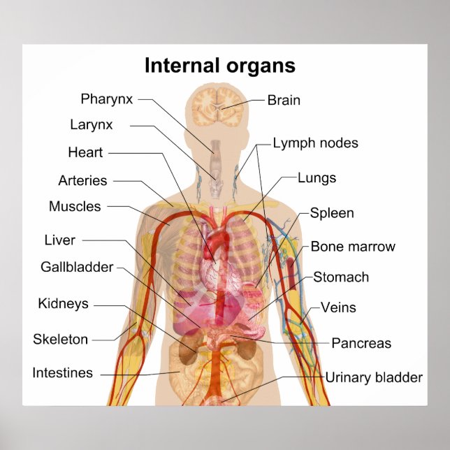 Major Internal Organs in the Human Body Chart Poster (Vorne)