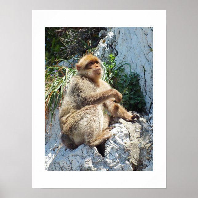 Makaque-Affe Poster (Vorne)