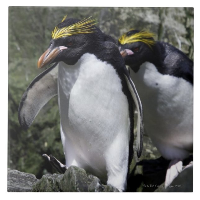 Makkaroni-Pinguine, Südgeorgia Fliese (Vorderseite)