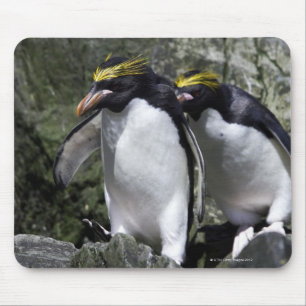 Makkaroni-Pinguine, Südgeorgia Mousepad