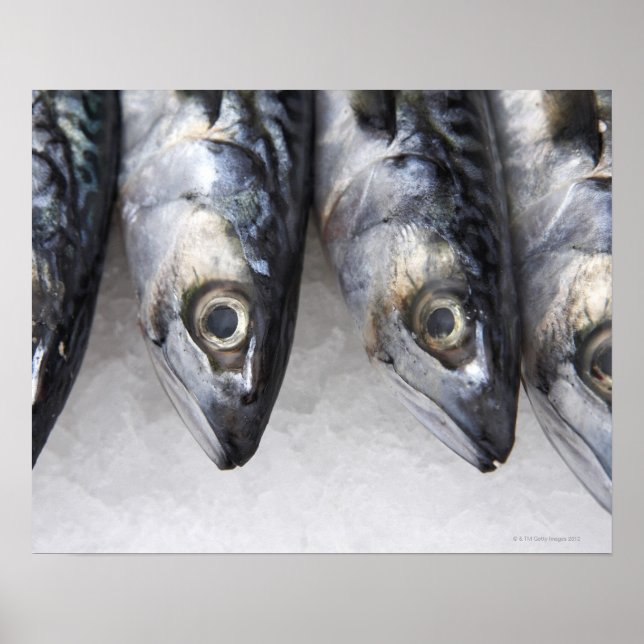Makrele, frischer Fisch des Tages Poster (Vorne)