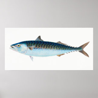 Makrelenfisch Vintage Kunst Poster