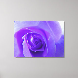 Makro-Abbildung der lila Rose Blume für Zuhause, B Leinwanddruck