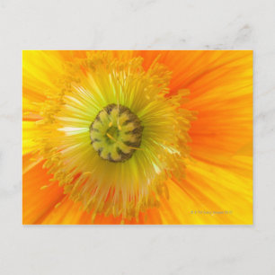 Makro aus orangefarbenem Mohn mit niedriger Feldti Postkarte