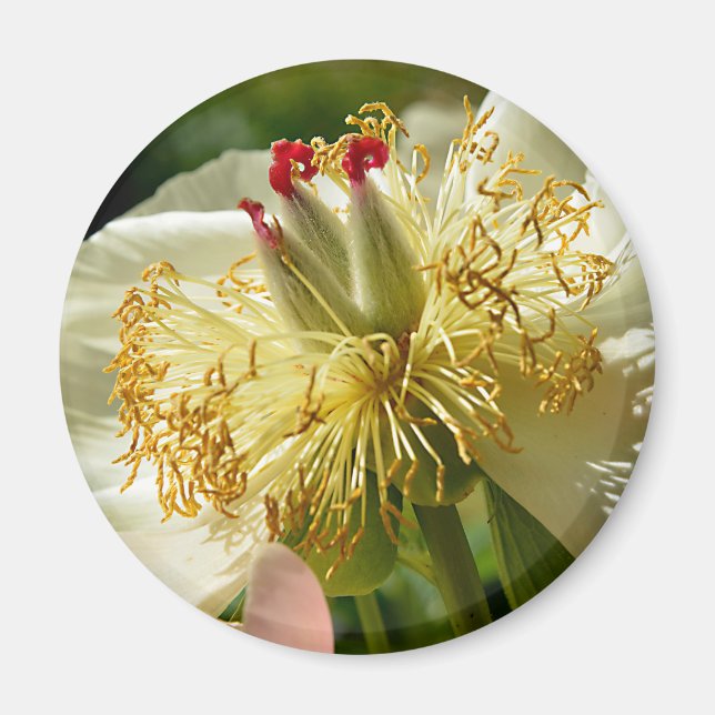 Makro aus weißer chinesischer Blume Magnet (Vorne)