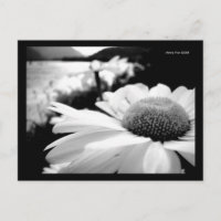 Makro B&W Blume durch Postkarte
