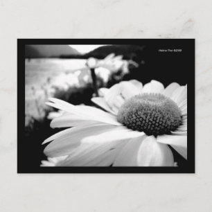 Makro B&W Blume durch Postkarte