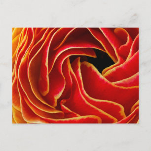 Makro-Blume abstrakt bei Blume-Feldern Postkarte
